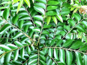 கருவேப்பிலையின் குணமும் மருத்துவ பயனும்