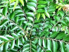 கருவேப்பிலையின் குணமும் மருத்துவ பயனும்