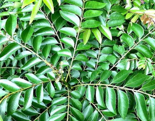 கருவேப்பிலையின் குணமும் மருத்துவ பயனும்