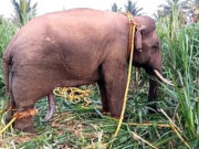 பயிர்களை சேதம் செய்து போக்கு காட்டிய கருப்பன் யானை: 6வது முறையாக பிடிபட்டது எப்படி?