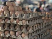 போலந்து கோழி மற்றும் முட்டை மீதான தடையை நீக்குகியது SDFA.