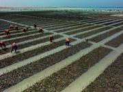 முதல் சதுப்புநில பகுதிகளை தொடங்கியுள்ளது சவூதி அரேபியாவின் Global Red Sea.