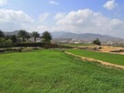 2022 ல் 124% உயர்ந்த எண்ணிக்கையை தொட்ட சவூதி பேரீச்சம்பழ உற்பத்தி.