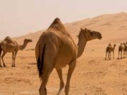 அடையாள எண் இல்லாத ஒட்டகங்களின் உரிமையை வாங்க,விற்க மற்றும் மாற்ற அனுமதி ரத்து.