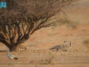 ஹௌபரா பஸ்டர்ட் பறவைகளின் இன விருத்திக்கு NWC. அனுமதி.