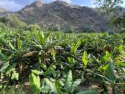 சவூதி அரேபியா வாழை நாற்று உற்பத்தியை உள்ளூர்மயமாக்குகிறது.