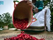 ரீஃப் சவூதி திட்டம் ஆண்டுதோறும் காபி உற்பத்தியை அதிகரிக்க 61 மில்லியன் ரியால்களை ஒதுக்குகிறது.