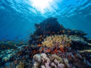 NEOM உடன் இணைந்து உலகின் மிகப்பெரிய பவள மறுசீரமைப்பு முயற்சியை சவூதி அரேபியாவில் தொடங்கியுள்ள KAUST.