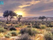 சவூதி அரேபியா இயற்கை இருப்புப் பகுதியில் தாவரங்களின் பரப்பளவு அதிகரித்துள்ளது.