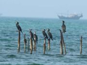 சவுதி அரேபியா அரேபிய வளைகுடாவில் சுற்றுச்சூழல் அமைப்புகளைப் பாதுகாக்க ‘தலைமை’ திட்டத்தை அறிமுகப்படுத்துகிறது.